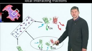 Microscopy Fluorescence Lifetime Imaging Microscopy FLIM Philippe Bastiaens [upl. by Eceirtal]