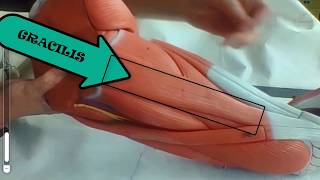 Anatomical Model of the Leg  Overview of Superficial and Deep muscles practical exam anatomy [upl. by Siari702]