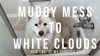 Mud Brown to White Samoyed  Tips on How to Make Bath Time Painless for Your Dog [upl. by Gottlieb]