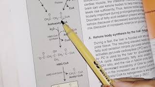 Ketogeneis and ketolysis  lipid metabolism  biochemistry [upl. by Marys]