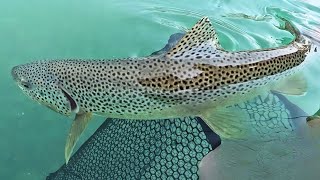 Flathead River Fishing ft Andy [upl. by Nnyroc]