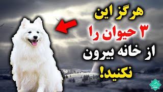 3 حیوانی که به دستور پیامبر آنها را از خانه بیرون نکنید [upl. by Zane]