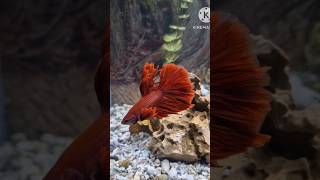 betta fish tank  betta tank setup ideas latestbettafish bettafish [upl. by Naelopan]