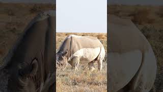 Rhino in Etosha National Park [upl. by Ybbob888]