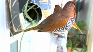 Agitated Munia pair [upl. by Urbanna]