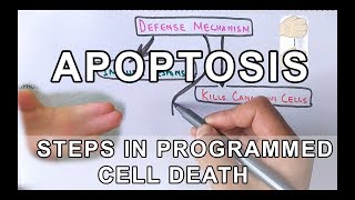 Overview of Apoptosis  Steps Explained [upl. by Uolyram]