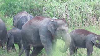 Quin the Sumatran elephant eating grass [upl. by Limemann]