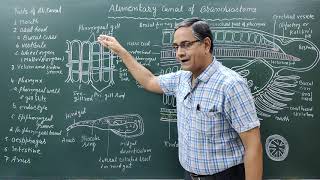 Structure of Alimentary canal in BranchiostomaAmphioxus [upl. by Eeramit895]