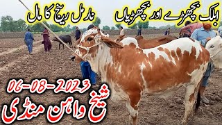 Sheikhwan Mandi Today Latest Update 06082023  Sheikh Wahan Cow Mandi AblakNukre 2024 Rate Update [upl. by Dlopoel]