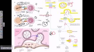 Natural killer cells [upl. by Rexford275]