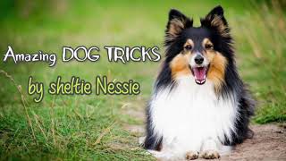 Amazing DOG TRICKS by sheltie Nessie [upl. by Carbone]