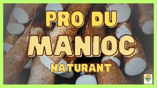 Cultivez la réussite  le MANIOC de vivrier à commercial 13 [upl. by Jonette]