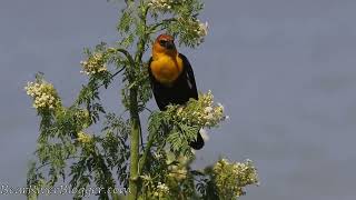 Interesting Chatter From A Male Yellowheaded blackbird as it calls and sings [upl. by Fleischer677]