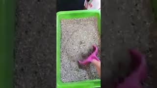 White Sodium Based Bentonite Clay Products For Cat Litter [upl. by Eittel]