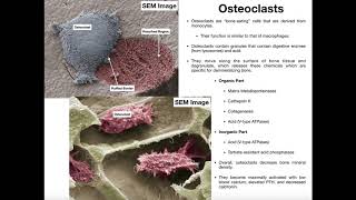 Physiology of the Osteoclast [upl. by Enoob638]