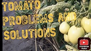 HOW I SOLVED MY TOMATO PESTS AND DISEASES [upl. by Enwahs]