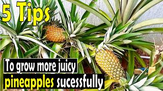 5 Secrets to grow more big and juicy Pineapples from the TopCrown [upl. by Sophie54]