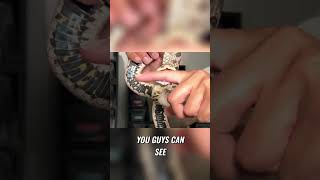 How to Safely Remove a Bite from a Western Hognose Snake [upl. by Valentia]