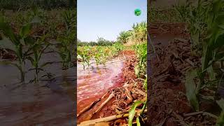 furrow irrigation system youtubeshorts farming irrigation [upl. by Maryann]