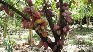 Cómo Realizar el Manejo Integrado de Cultivo de Cacao  TvAgro por Juan Gonzalo Angel [upl. by Sheena]