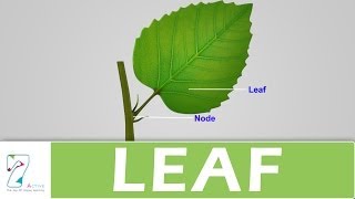 LEAF [upl. by Aseeral179]