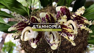 Orquídea Stanhopea tigrina [upl. by Nywg]