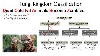 Kingdom Fungi classification trick to remember  Short tricks to remember fungi classification [upl. by Llehcar]