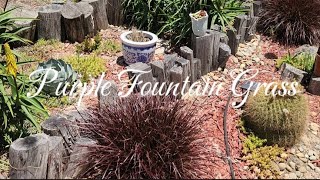 Purple Fountain Grass Pennisetum setaceum Rubrum PRUNING TIPS follow up [upl. by Hoffmann954]