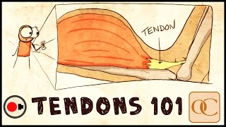 The Basic Science of Tendons amp Tendinitis [upl. by Lauralee]