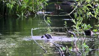 The River  Summer in a Hampshire chalk stream [upl. by Nabe]