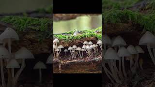 What are Decomposers  Biology  DrKevendra Pal Singh generalknowlege biology education [upl. by Elreath]