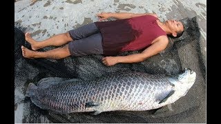 Monster Arapaima Death  Burial 165CM [upl. by Alyac]