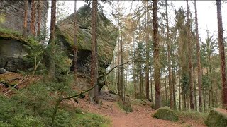 Der Begangsteig im Brandgebiet  Sächsische Schweiz [upl. by Drahsar112]