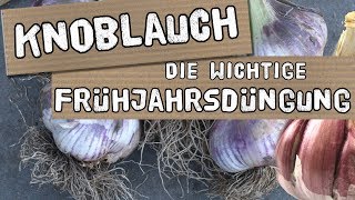 Knoblauchanbau  die wichtige Düngung im Frühjahr [upl. by Haizek]