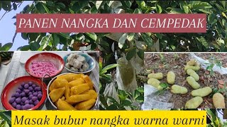 PANEN NANGKA DAN CEMPEDAK DI KEBUN  MASAK BUBUR NANGKA WARNA WARNI [upl. by Pascal916]