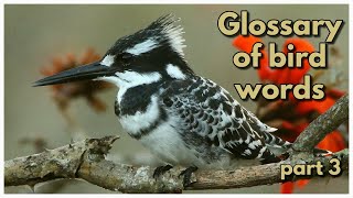 GLOSSARY OF BIRD WORDS  part 3 [upl. by Egnalos358]