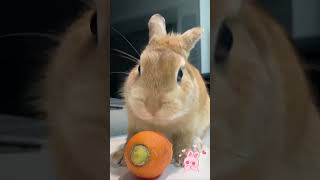 The feeder’s daily feeding routine todays snack is carrot to develop my rabbits eyesight pets [upl. by Ahron]