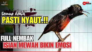 MASTERAN KONIN GACOR FULL ISIAN NEMBAK  COCOK UNTUK PANCINGAN KOLIBRI NINJA AGAR CEPAT EMOSI [upl. by Jesse]