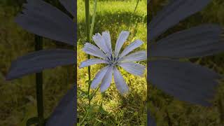 Cichorium Intybus Flower Plant Sound of a grasshopper [upl. by Thirzia]