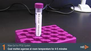 How to Prepare and Load a Pulse Field Gel Marker [upl. by Marsh]