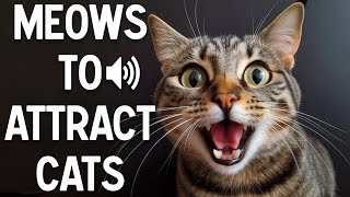 Meows to attract cats  make your cat reacts [upl. by Cirdahc]