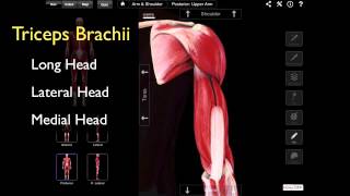 The Posterior Compartment Of The Arm [upl. by Rysler]