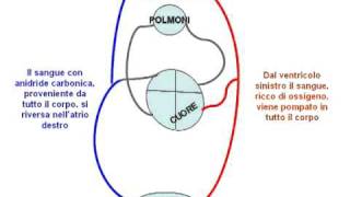 La Circolazione del Sangue animazione con audio [upl. by Mavis]