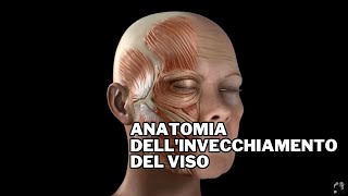 Anatomia dellinvecchiamento del viso F Bernardini [upl. by Rains872]