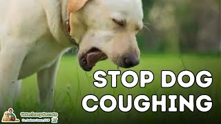 Dog Coughing How To Quickly Stop It With 7 Natural Remedies [upl. by Amsirak]