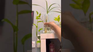 How to propagate Dracaena Marginata water propagation of dracaena marginatapropagation dracaena [upl. by Ave]