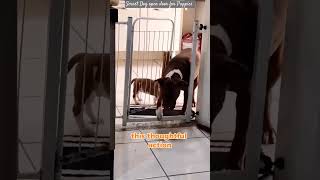 Smart Dog 🐕  Opens Door for Puppiesshorts cuteanimals viralvideodog [upl. by Ennaharas]