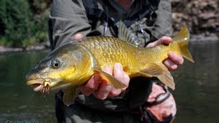 Yellowfishing in South Africa [upl. by Flory]