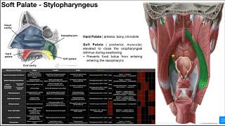 Deglutition  Muscles of the Palate OINAs [upl. by Sprage]