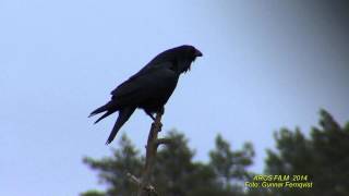 KORP Common Raven Corvus corax Klipp  1290 [upl. by Ative]